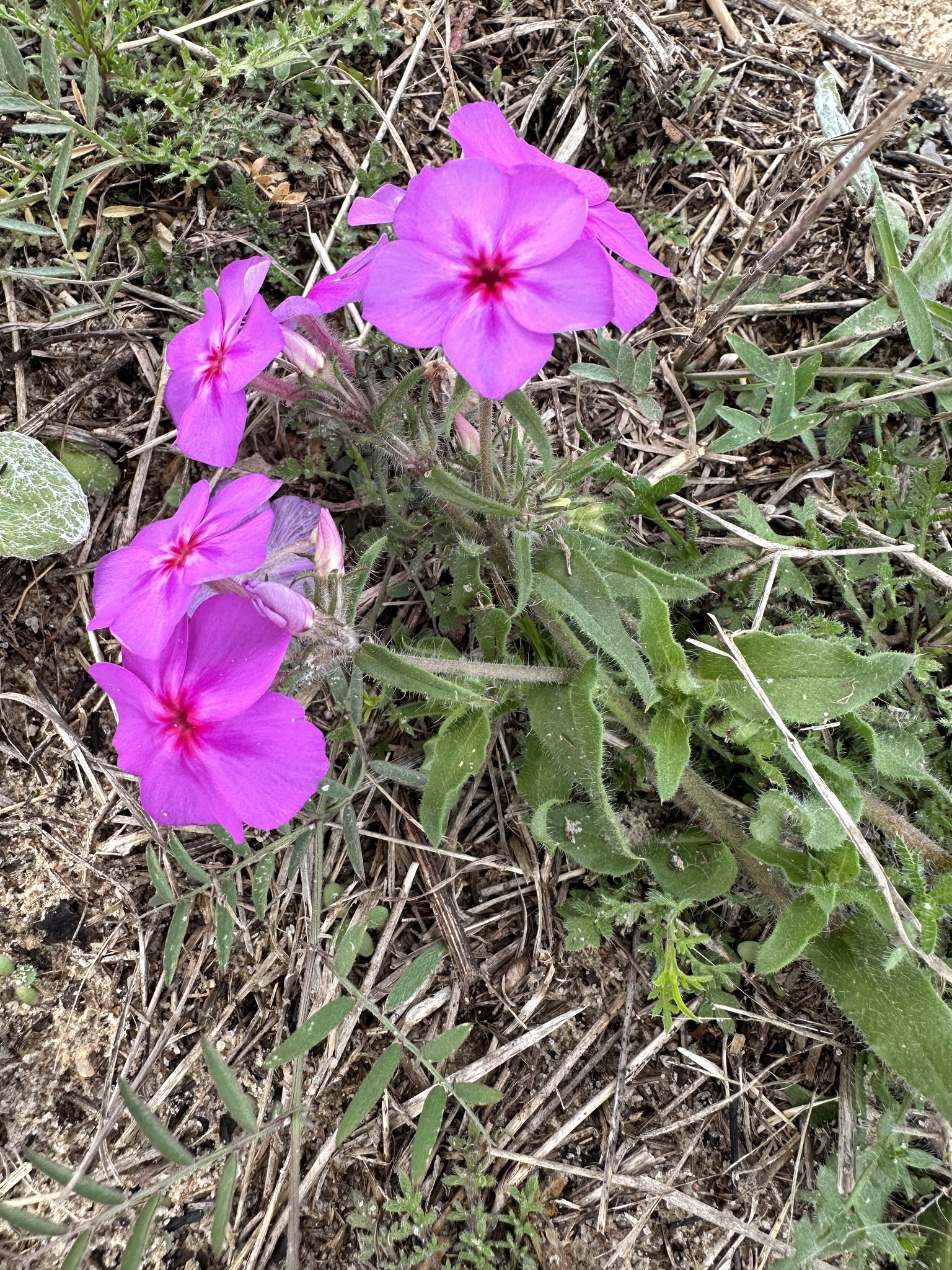 Imagem de Flores-de-Drummond