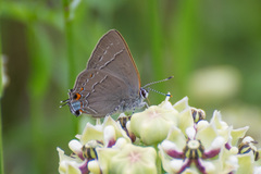Satyrium favonius