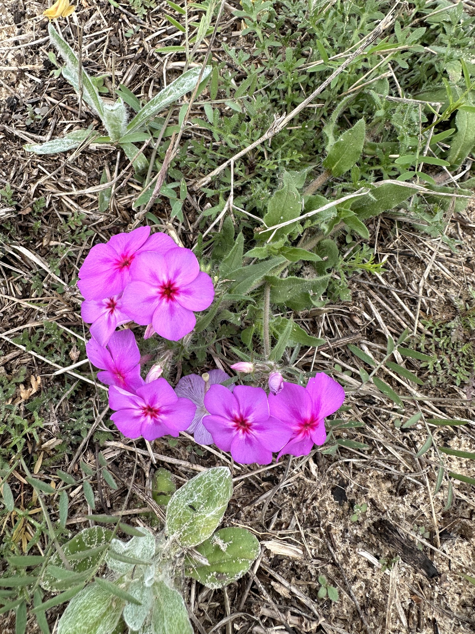 Imagem de Flores-de-Drummond