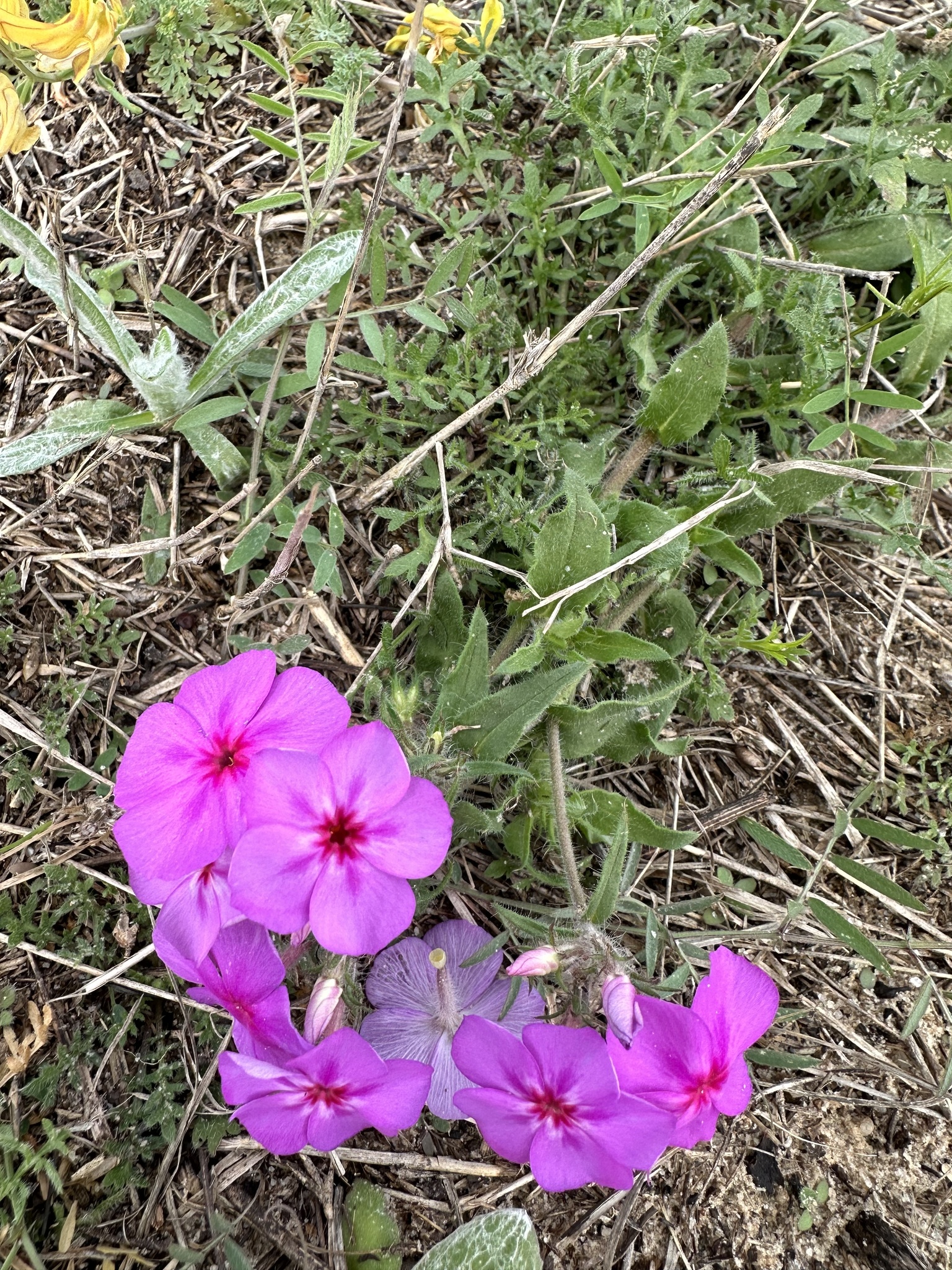 Imagem de Flores-de-Drummond
