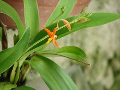 Sicana odorifera