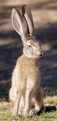 Lepus californicus