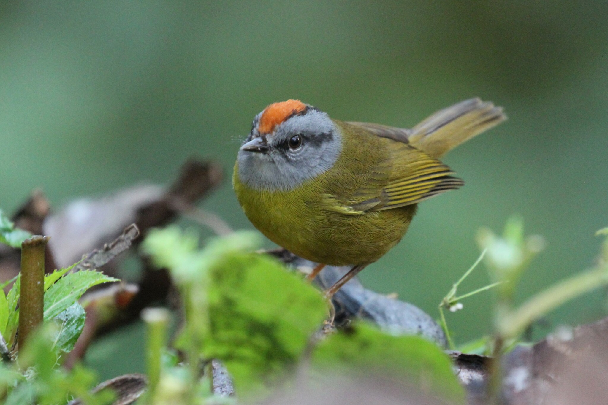 Russet-crowned Warbler illustration
