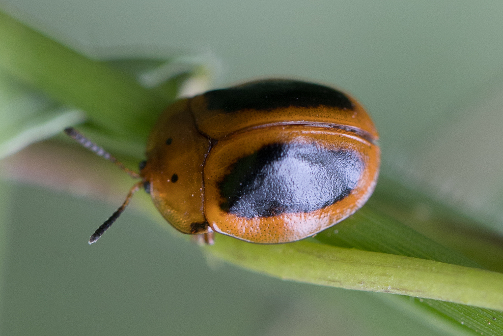 Common Sieve Tortoise Beetle