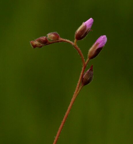 Madagascar Sundew