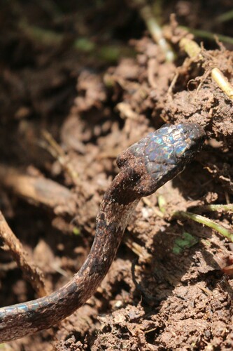 Elegant Snail-eater