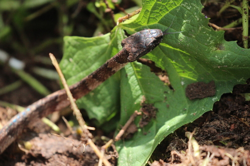 Elegant Snail-eater
