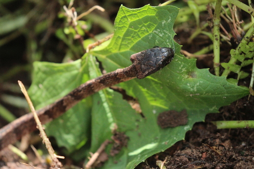 Elegant Snail-eater