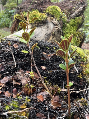 Peperomia obovatilimba observed 2024-02-16
