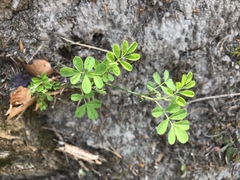 Hippocrepis emerus