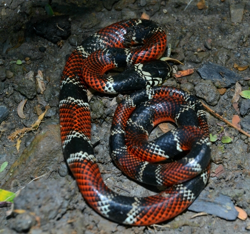 Photo of a False Coral Snake (Erythrolamprus pseudocorallus)
