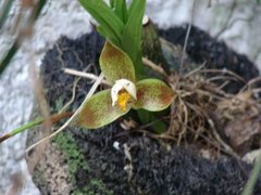 Sicana odorifera