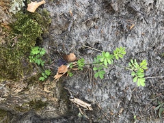 Hippocrepis emerus
