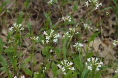 Cardamine bulbosa