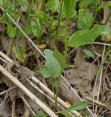 Cardamine bulbosa