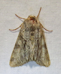Achatia distincta