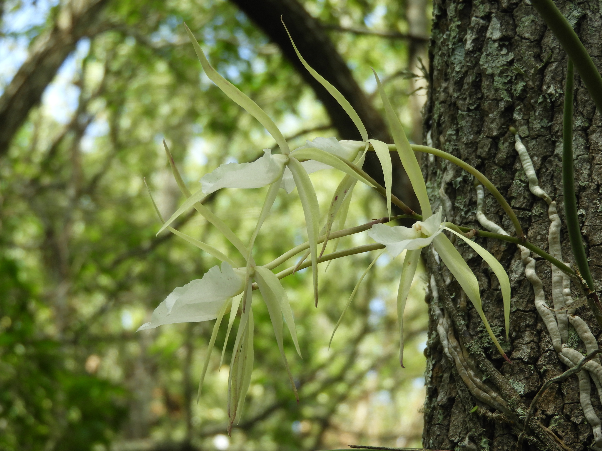 Brassavola perrini Lindl. 3
