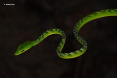 Ahaetulla mycterizans