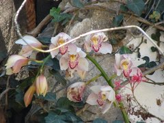 Sicana odorifera