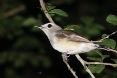 Copsychus albospecularis