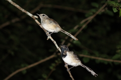 Copsychus albospecularis