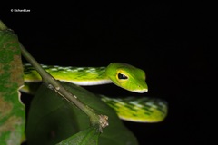 Ahaetulla mycterizans