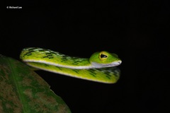 Ahaetulla mycterizans