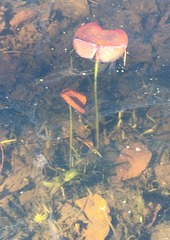 Nymphaea odorata odorata