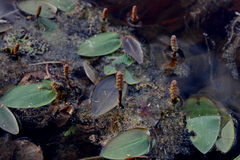 Potamogeton pulcher