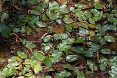 Potamogeton pulcher
