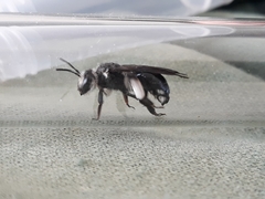 Andrena agilissima
