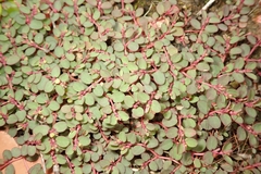 Euphorbia makinoi