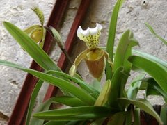 Sicana odorifera