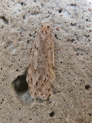 Semioscopis