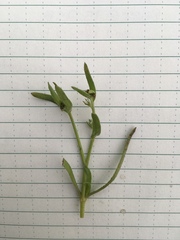 Plagiobothrys scouleri