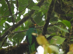 Pharomachrus auriceps