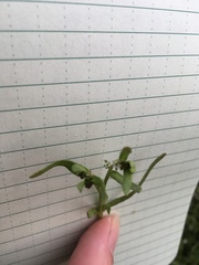 Plagiobothrys scouleri