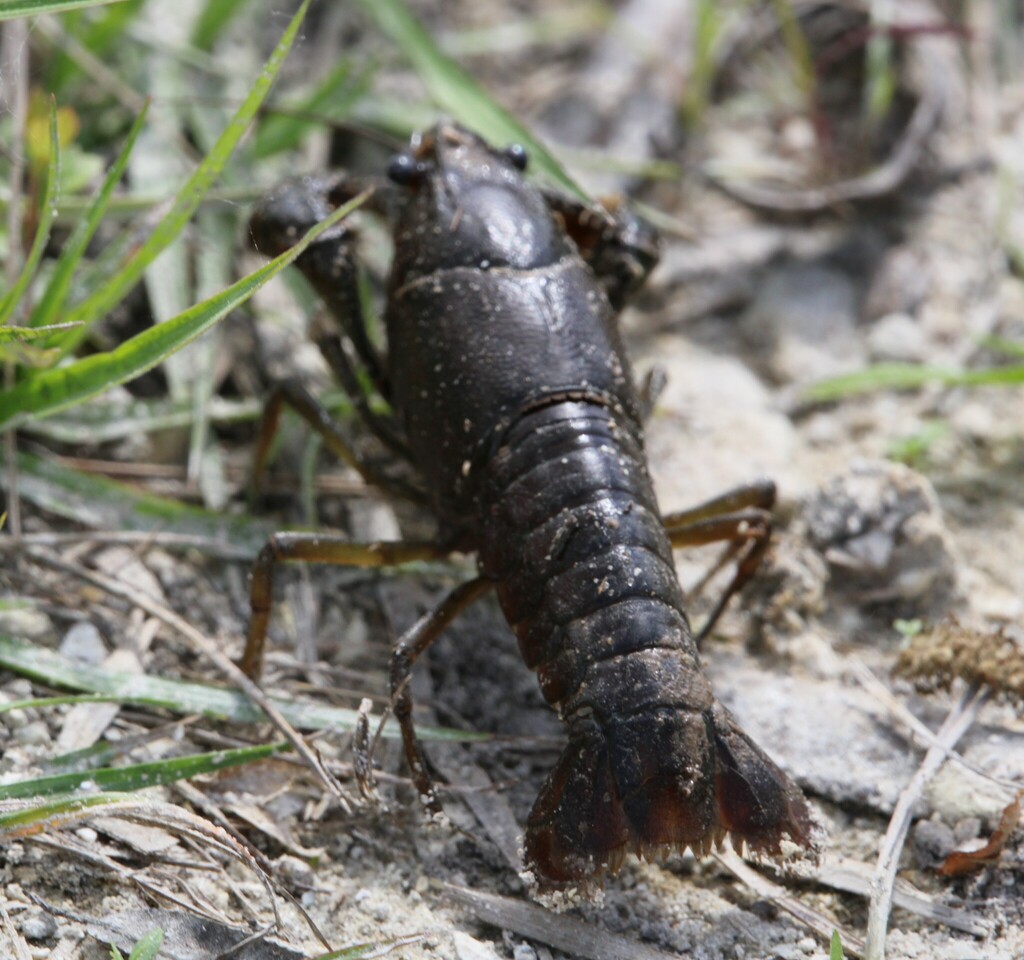 Everglades Crayfish from Hendry County, FL, USA on February 16, 2024 at ...