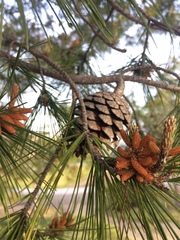 Pinus
