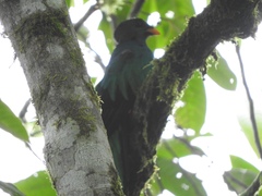 Pharomachrus auriceps