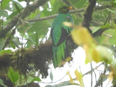 Pharomachrus auriceps