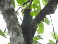 Pharomachrus auriceps