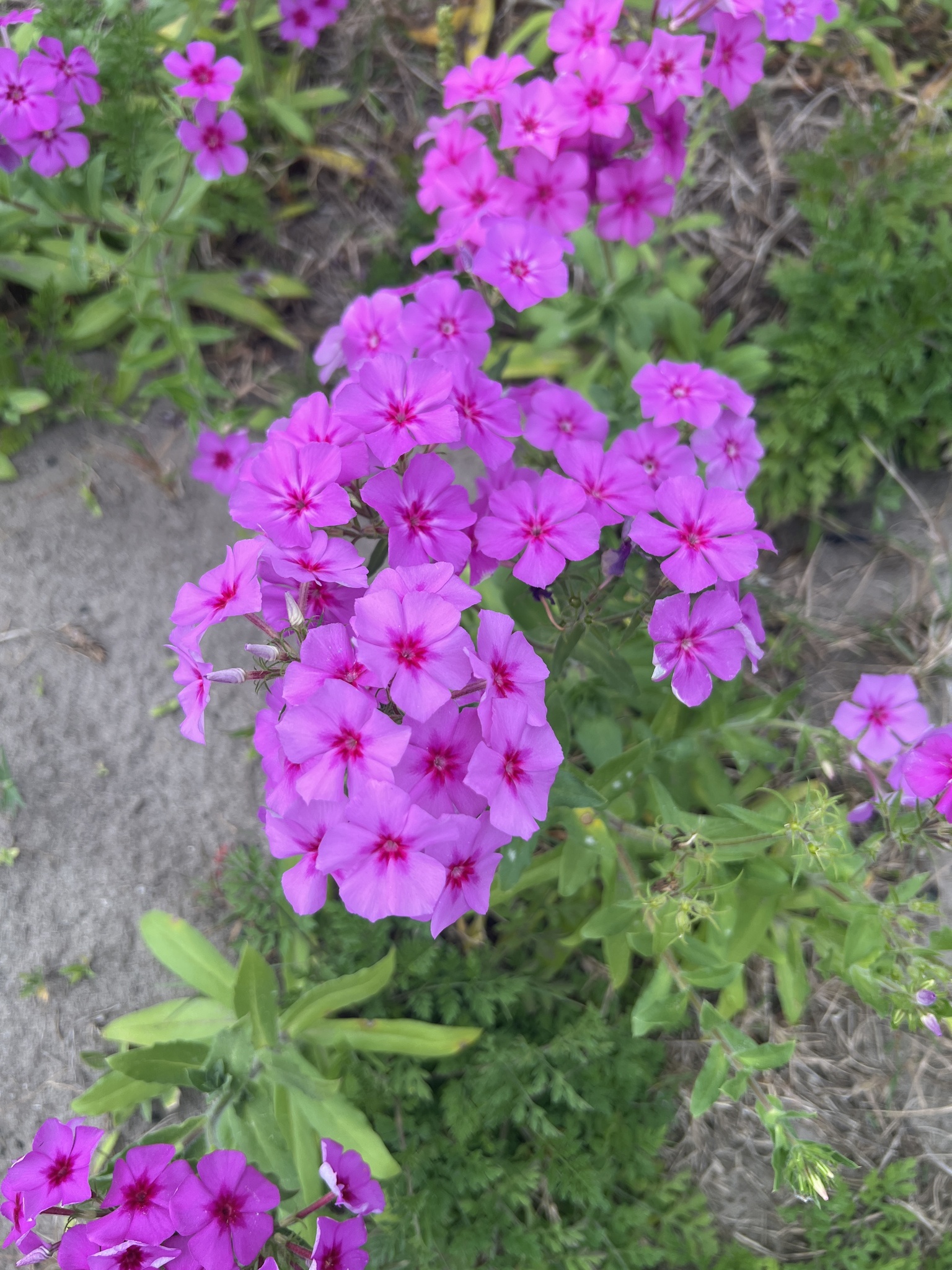 Imagem de Flores-de-Drummond