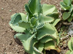 Kalanchoe laetivirens