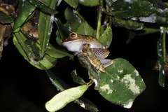 Boophis albilabris