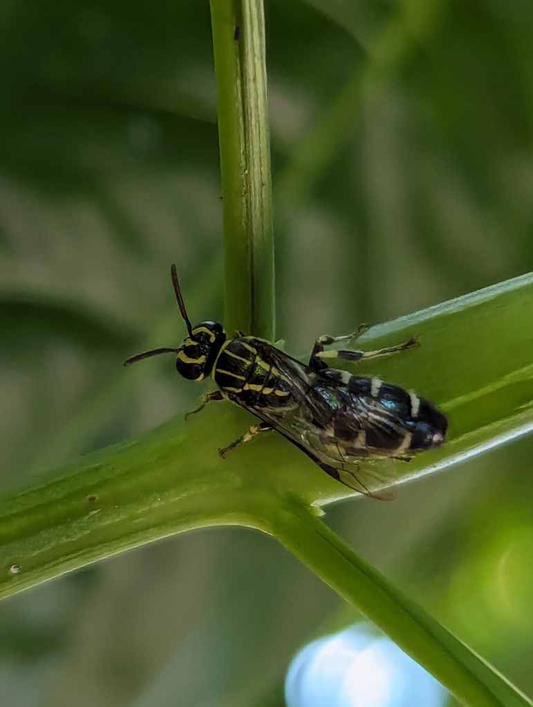 Palaeorhiza permiranda