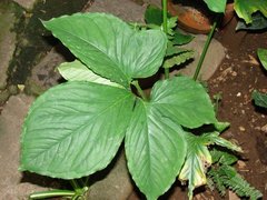 Sicana odorifera