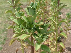 Kalanchoe laetivirens
