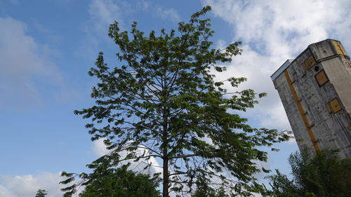 Foto de Ucuuba