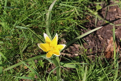 Tulipa urumiensis